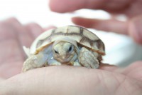 /album/sulcata/mala-sulkata-desert-rose-003-jpg/